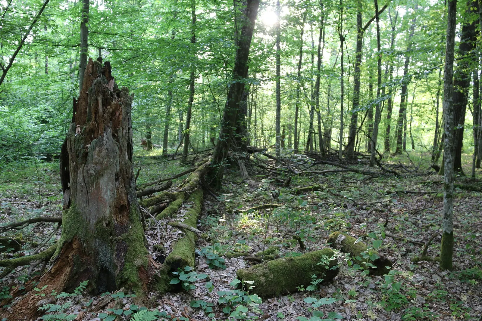 Białowieski Park Narodowy