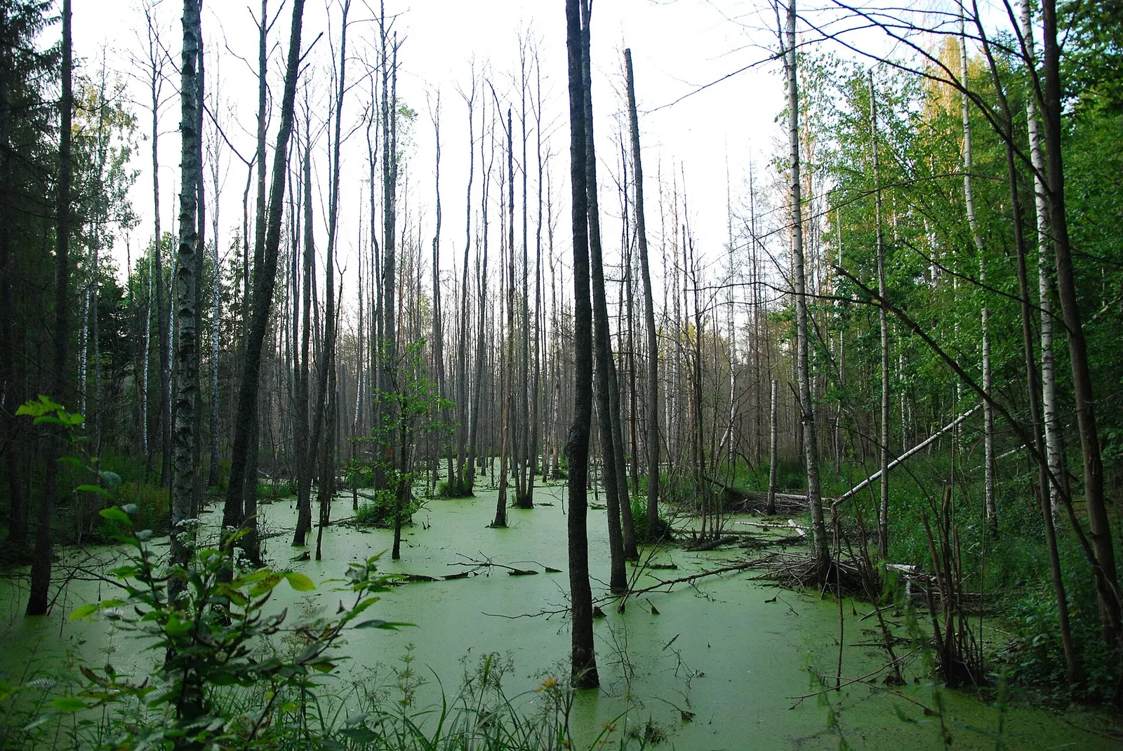 Białowieski Park Narodowy
