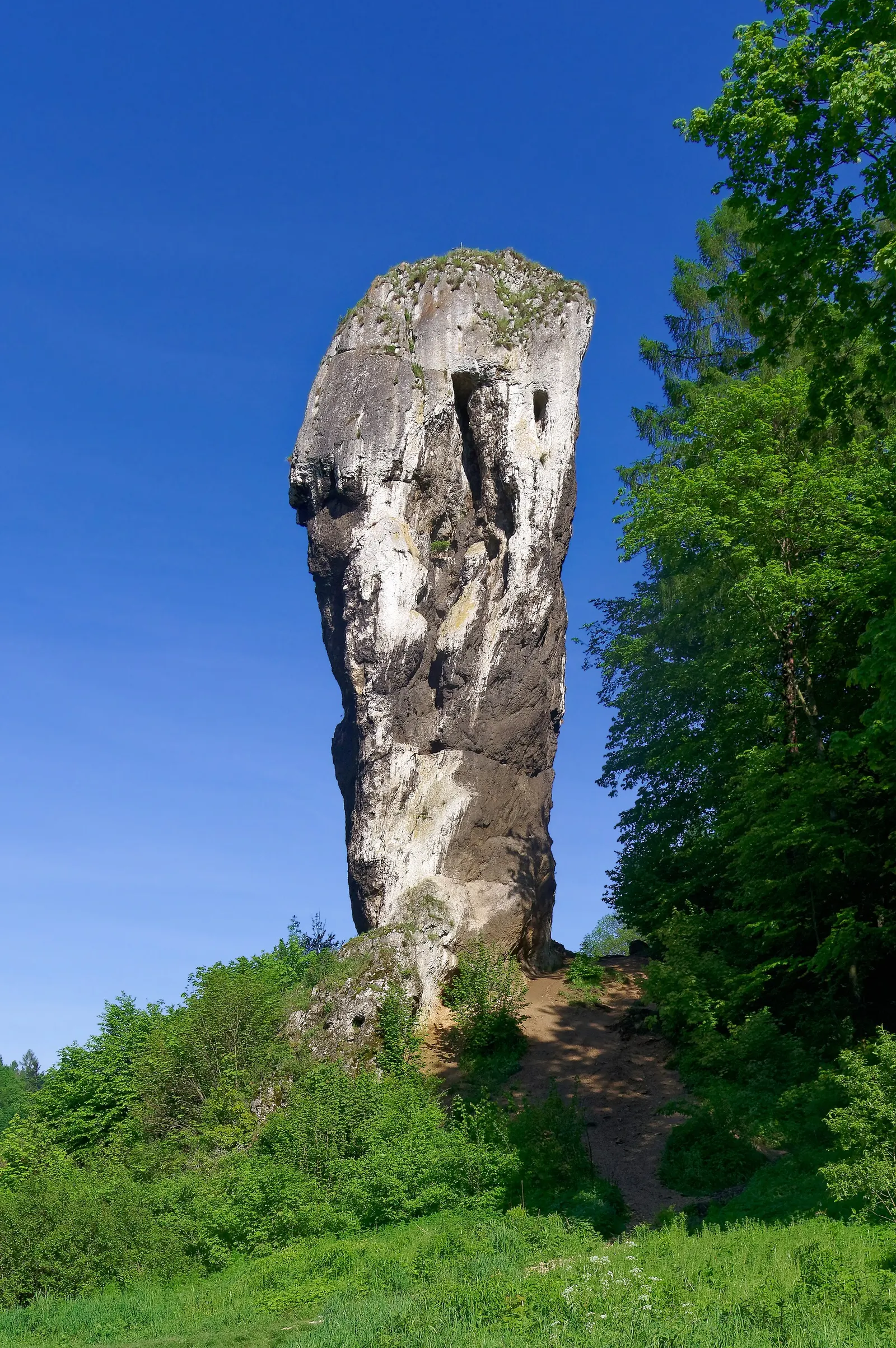 Maczuga Herkulesa