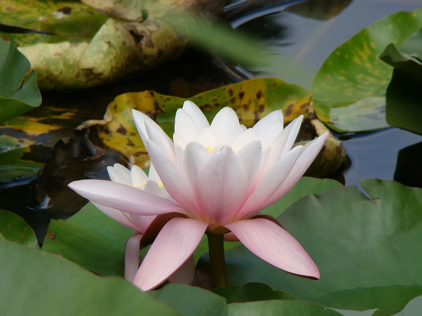 Ogród Botaniczny w Łodzi
