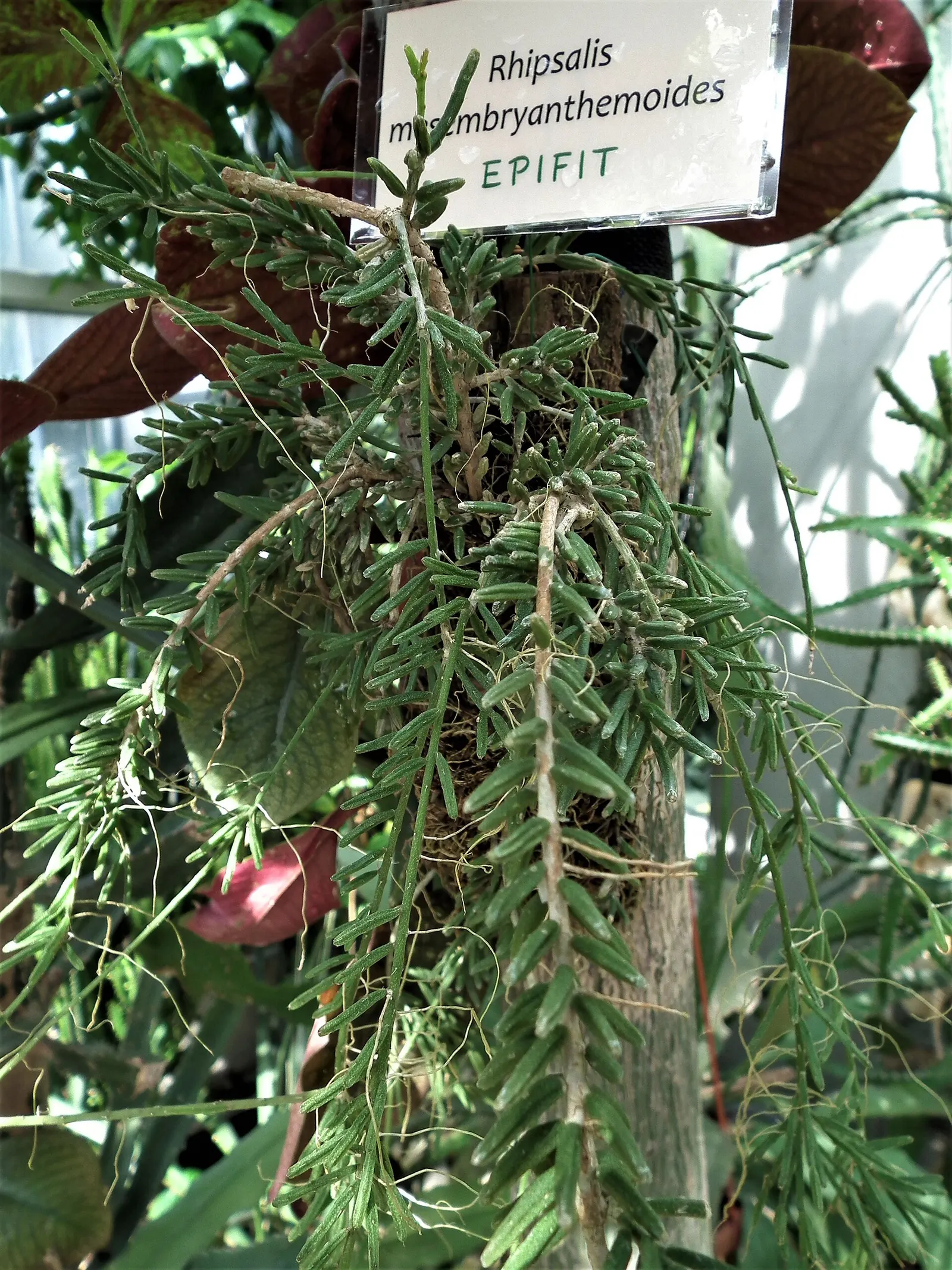 Palmiarnia w Łodzi