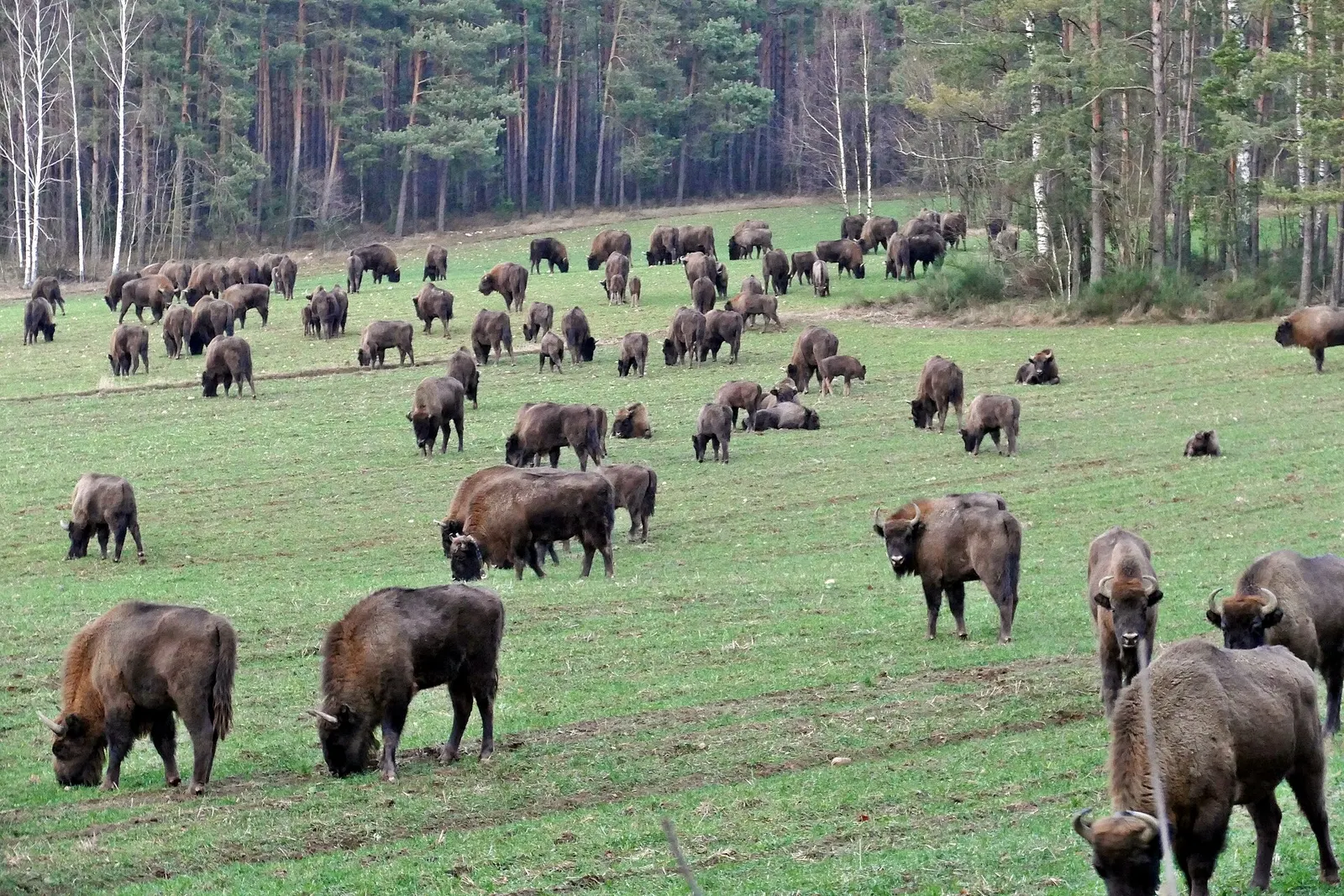 Park Krajobrazowy Puszczy Knyszyńskiej