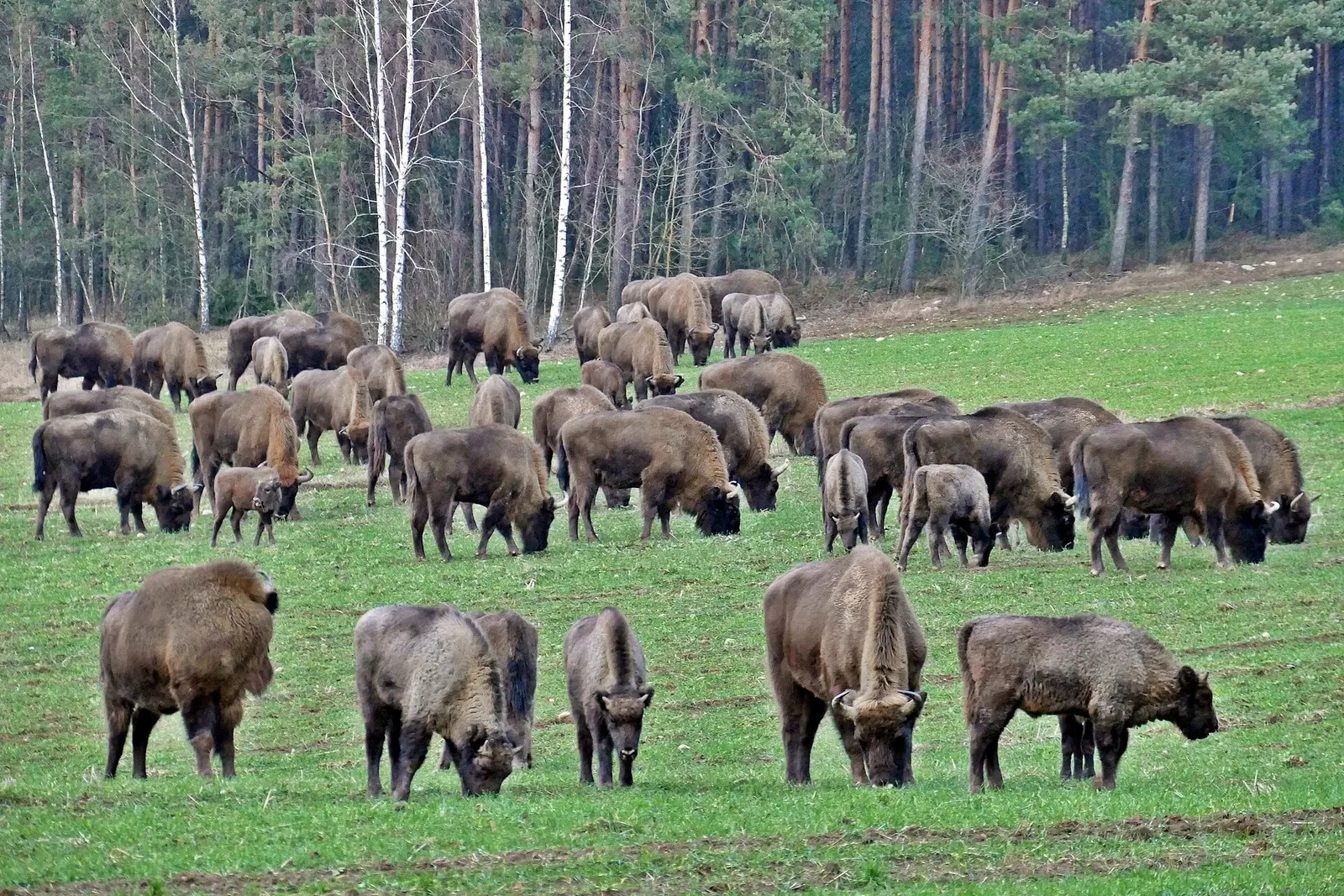 Park Krajobrazowy Puszczy Knyszyńskiej