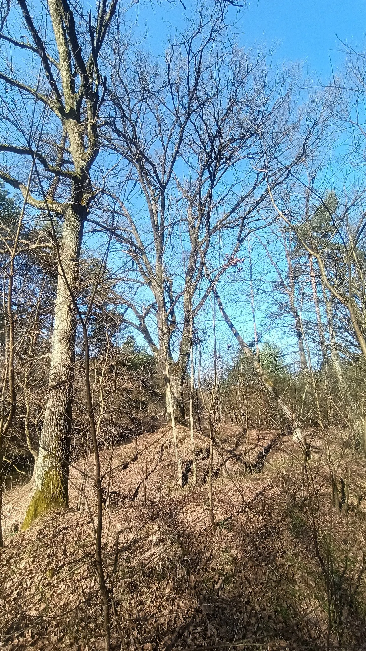 Stobrawski Park Krajobrazowy